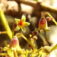 Sterculia urens Roxb.